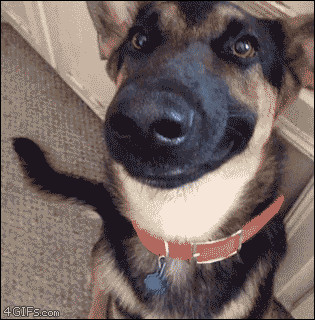 Say Cheese